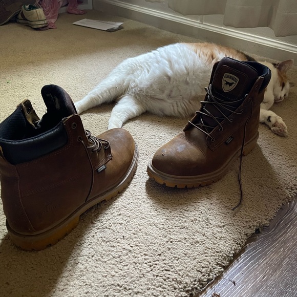 Irish setter 7.5 - Picture 4 of 9